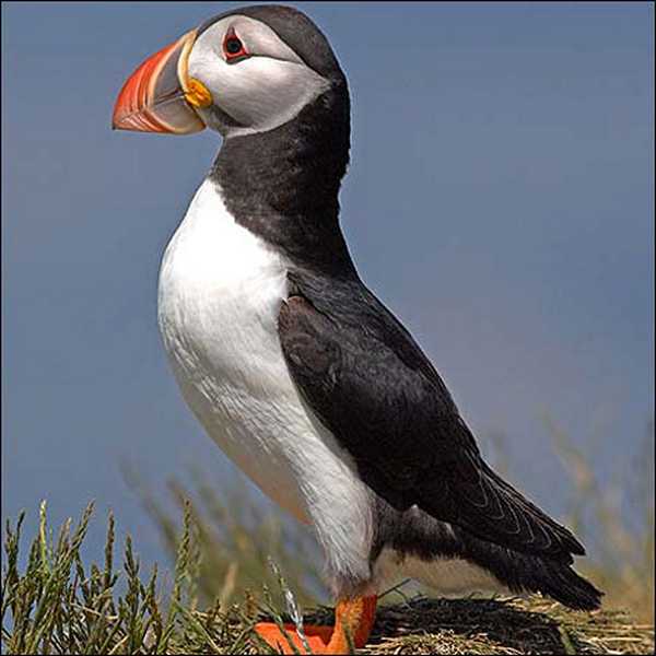 K800_1_proud_as_a_puffin_470x470