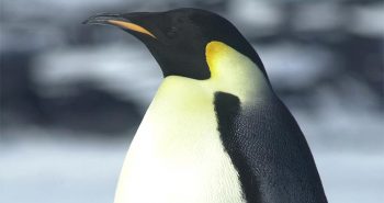 Emperor_Penguin